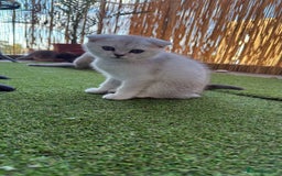 Scottish Fold cats for sale: 🐱 One boy left 🐱 Open for offers ❤️ - Image 19