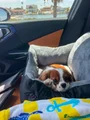 Cavalier King Charles Spaniel 5