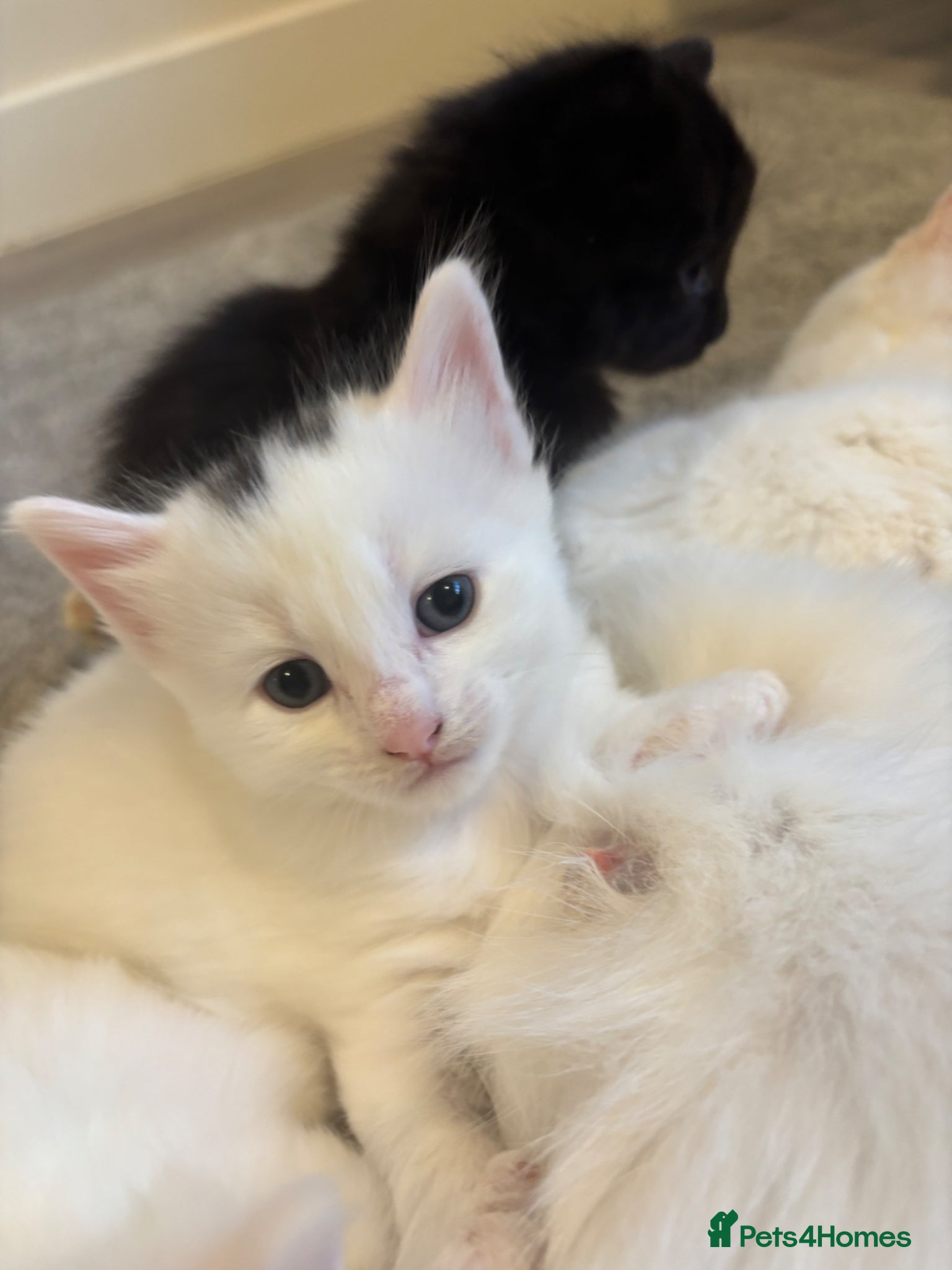 Mixed Breed cats One gorgeous boy left  - Advert 3