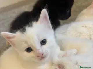 Mixed Breed cats One gorgeous boy left - Advert 3