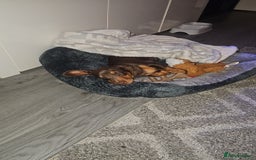 Miniature Dachshund dogs for stud: STUD available  - Image 24