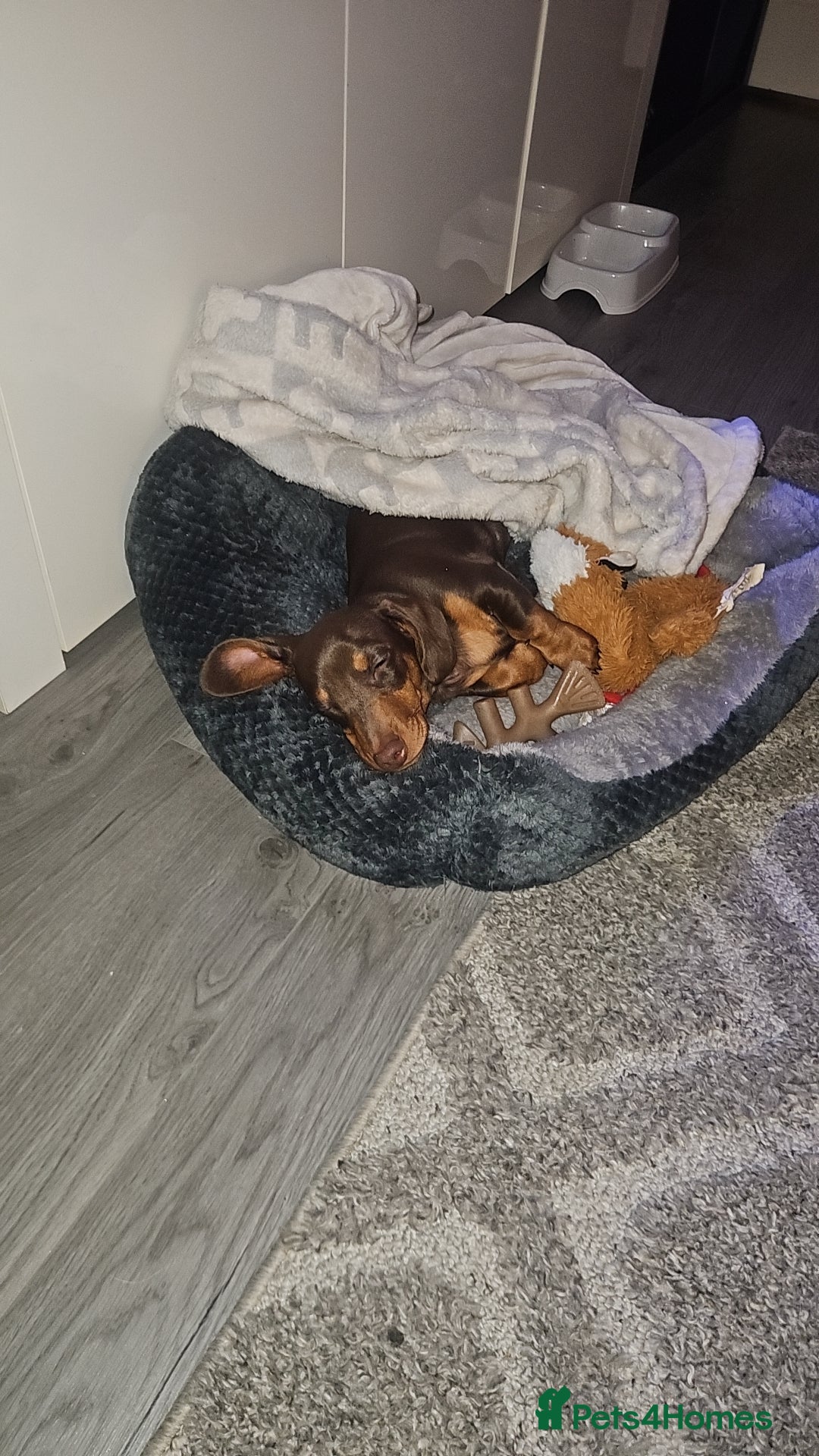 Miniature Dachshund dogs for stud: STUD available  - Image 24