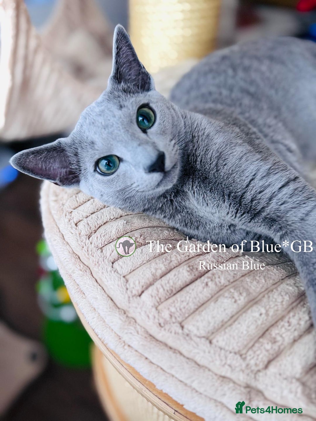 Russian Blue cats for sale: Adorable 6-Month-Old Russian Blue Kittens - Advert 9