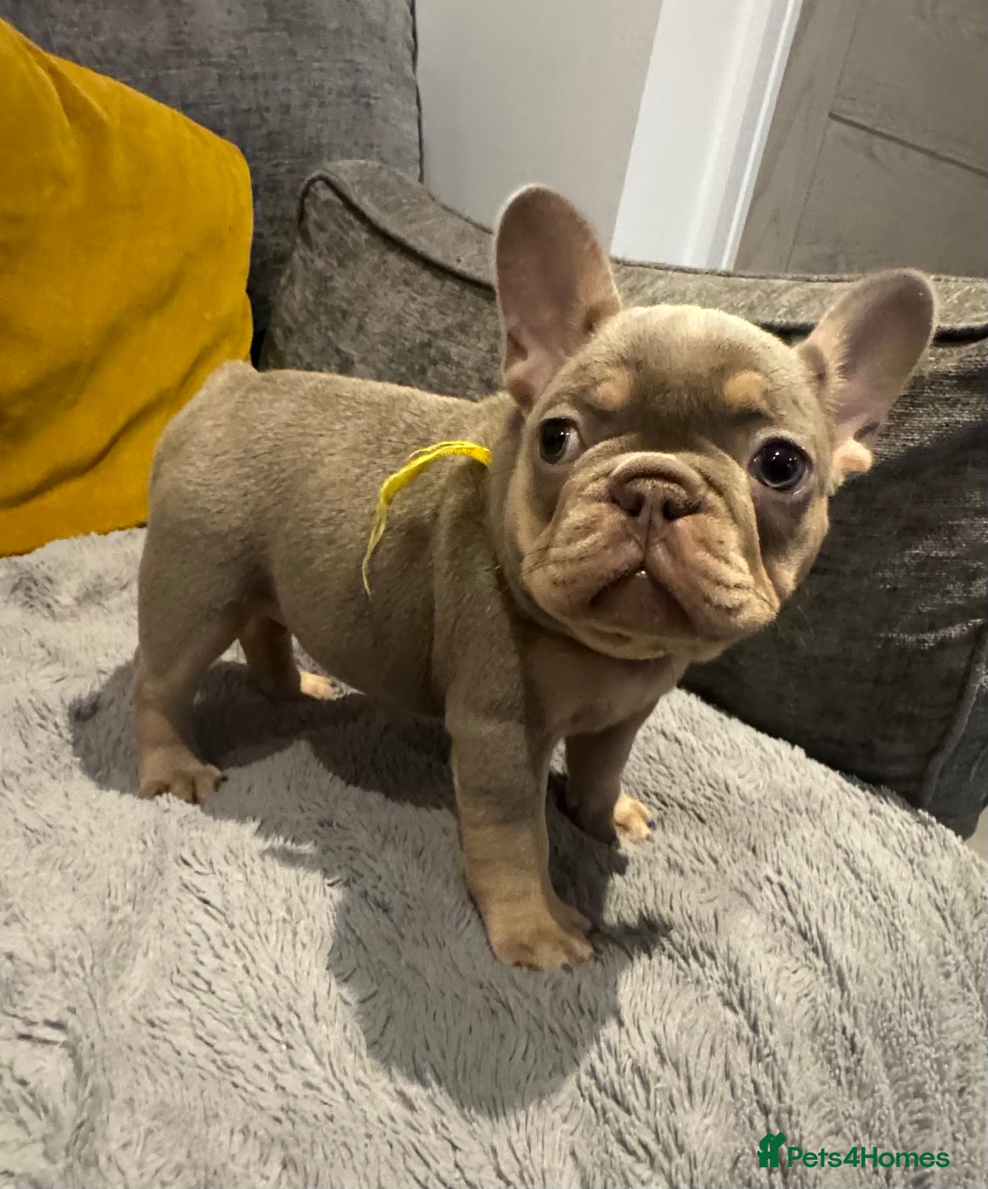 French Bulldog dogs High quality French bulldogs puppies  - Advert 7