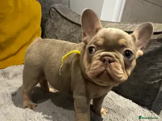 French Bulldog dogs High quality French bulldogs puppies - Advert 7