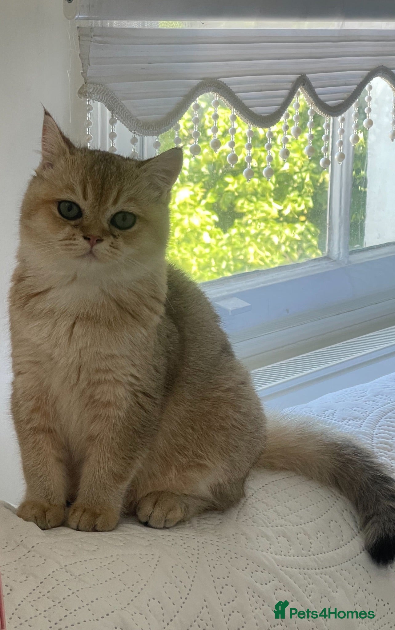 British Shorthair cats Gorgeous British Short Hair Kittens  - Advert 2