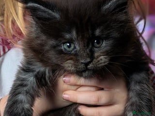 Maine Coon cats Tica registered Maine coon kittens - Advert 1
