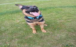Mixed Breed dogs for sale: Rocky looking for forever homes - Image 10