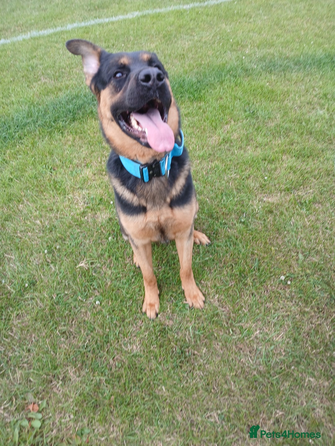 Mixed Breed dogs for sale: Rocky looking for forever homes - Image 10