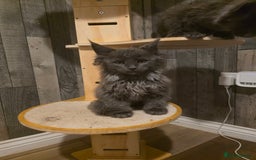 Maine Coon cats for sale: Maine Coon kittens avaliable - Image 23