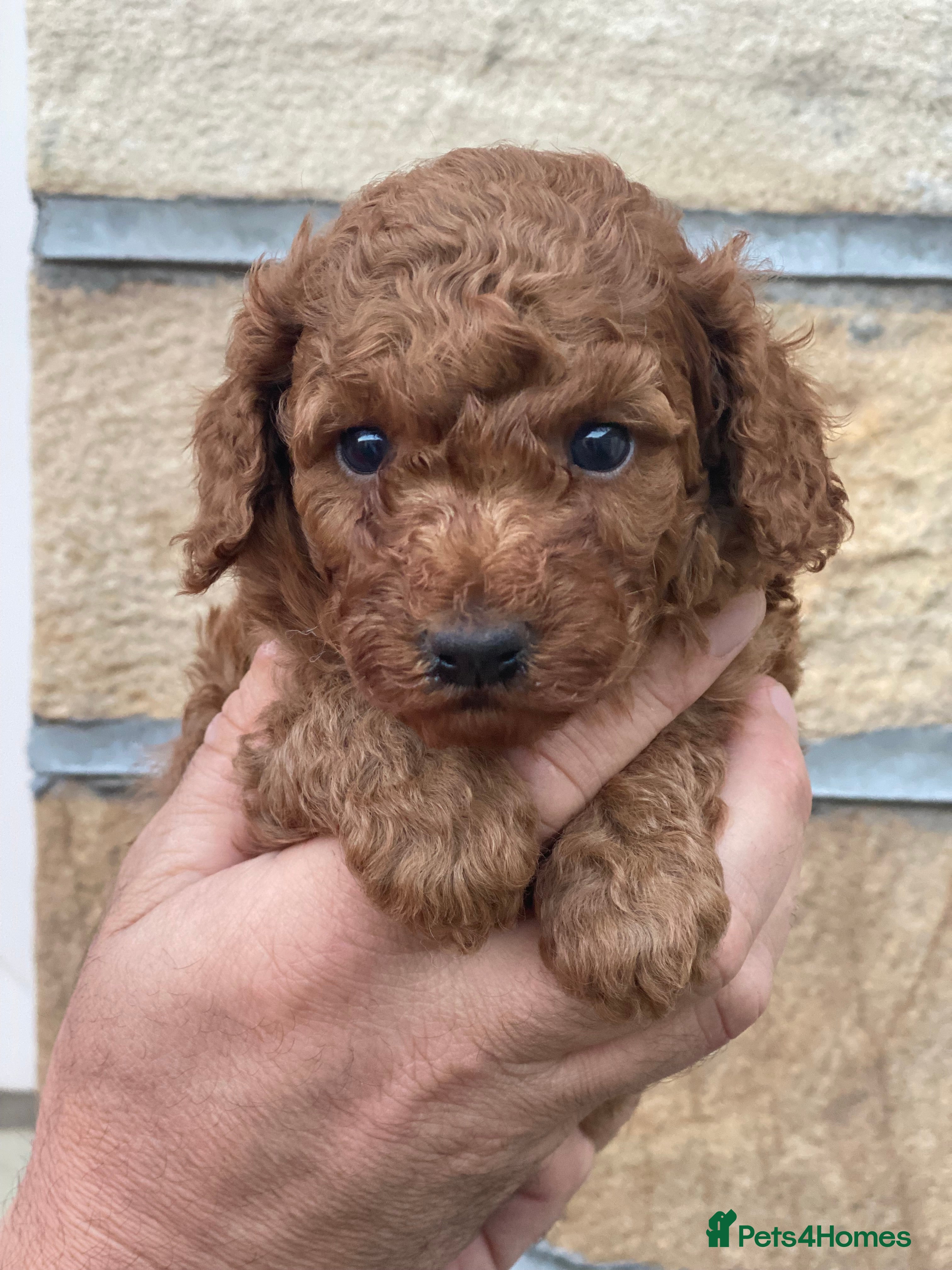 Toy Poodle dogs Only 2 boys left! Dark Red Toy Poodles  - Advert 1
