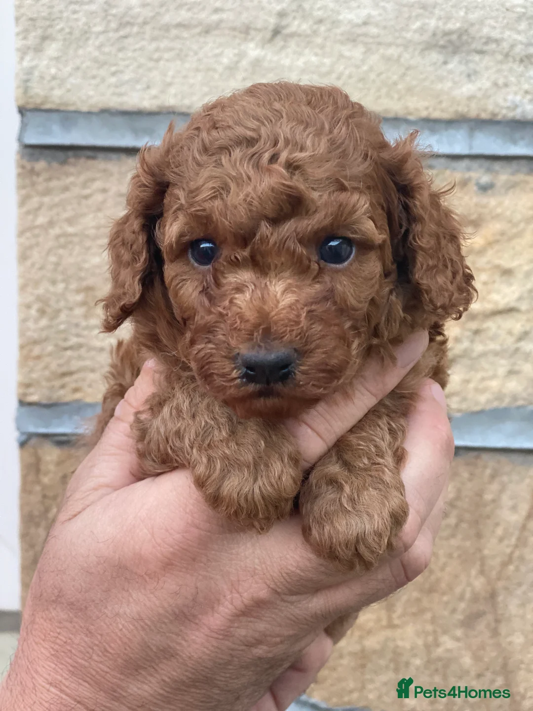 Toy Poodle dogs for sale: Only 2 boys left! Dark Red Toy Poodles  - Advert 1