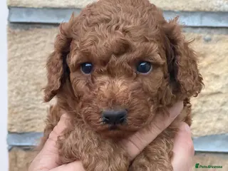 Toy Poodle dogs Only 2 boys left! Dark Red Toy Poodles - Advert 1