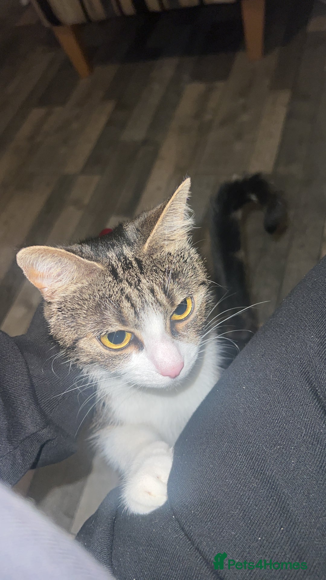 Domestic Shorthair cats for sale: 4 year old for adoption - Advert 8