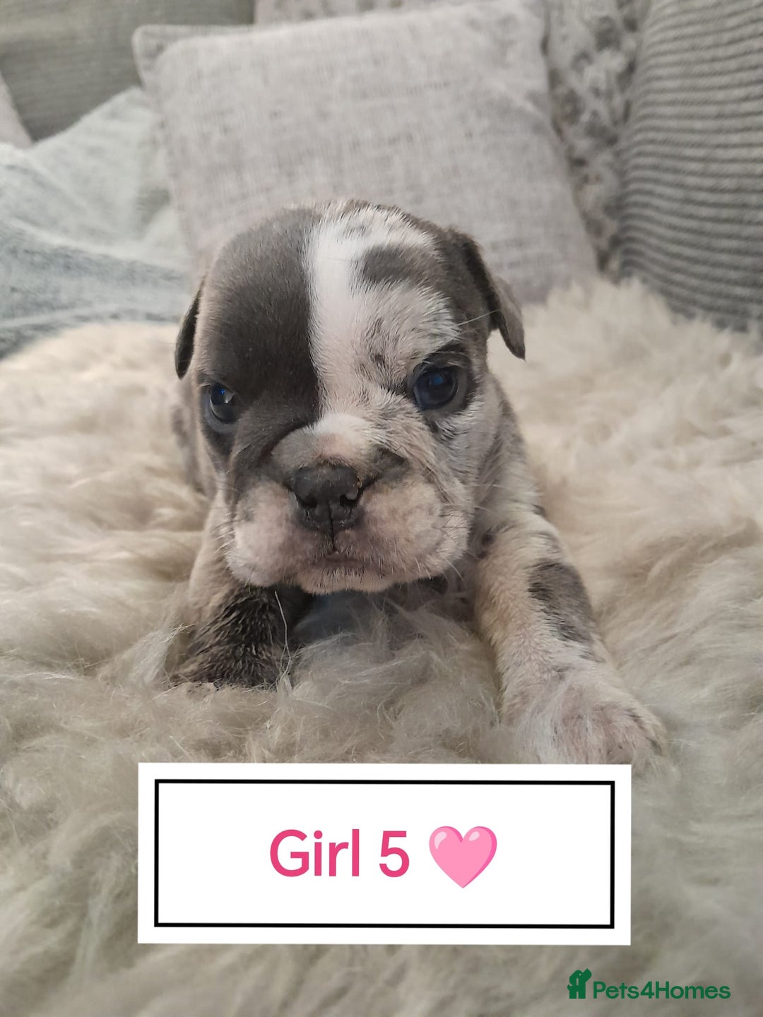 Mixed Breed dogs for sale: 🐾🐶Stunning New English Bulldog Puppies🐶🐾 - Advert 12