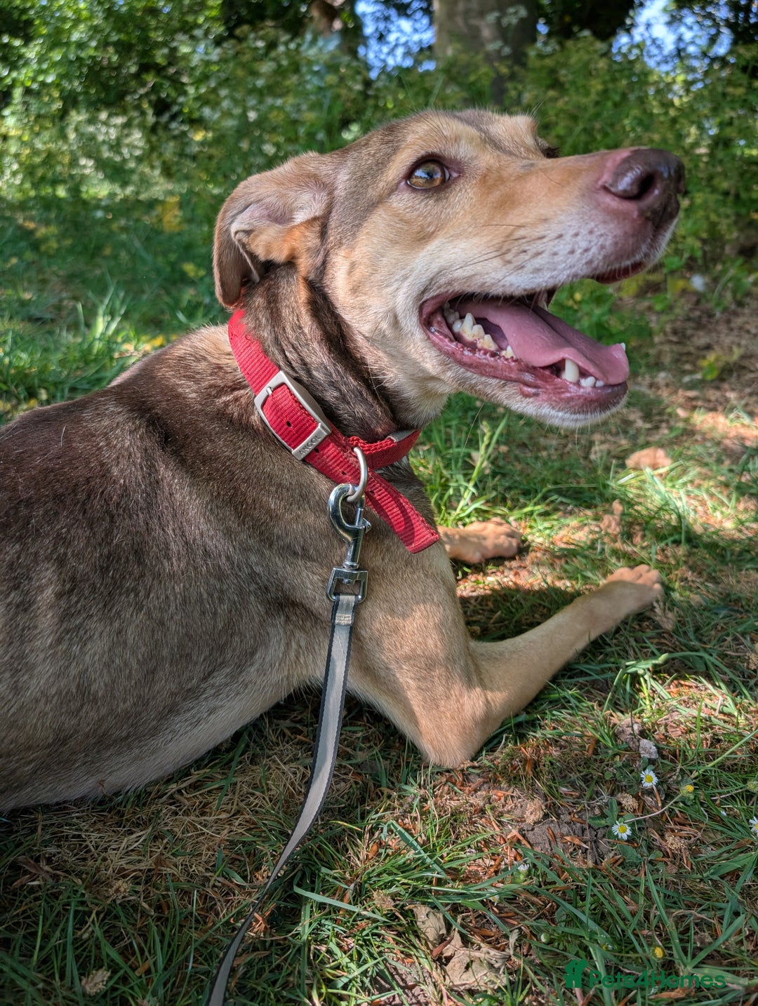 Mixed Breed dogs for sale: Lovely dog needing home  - Image 1