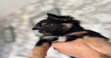 Chihuahua dogs - Advert 7