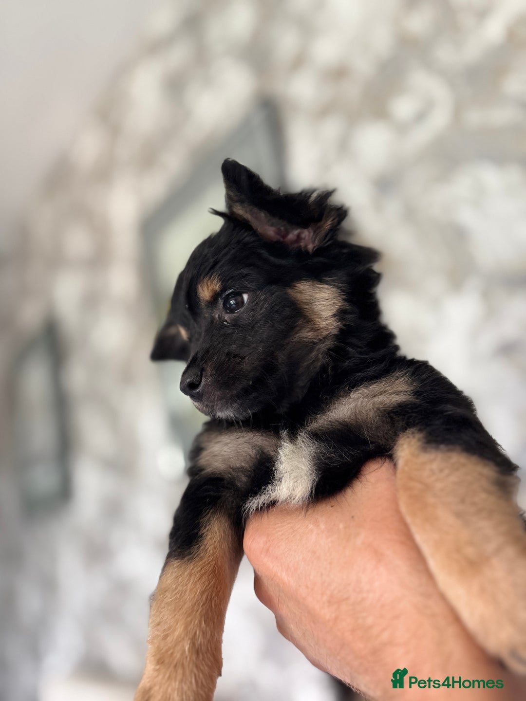 Chihuahua dogs for sale: Chihuahua x Italian volpino (5 puppies left ) 🏆 - Image 4