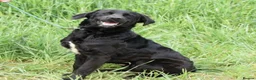 Mixed Breed dogs for adoption: Lonzo (Retriever mix) in Basingstoke - Advert 13