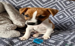 Mixed Breed dogs for sale: 💙 3 Beautiful Boys 💙 - Image 4