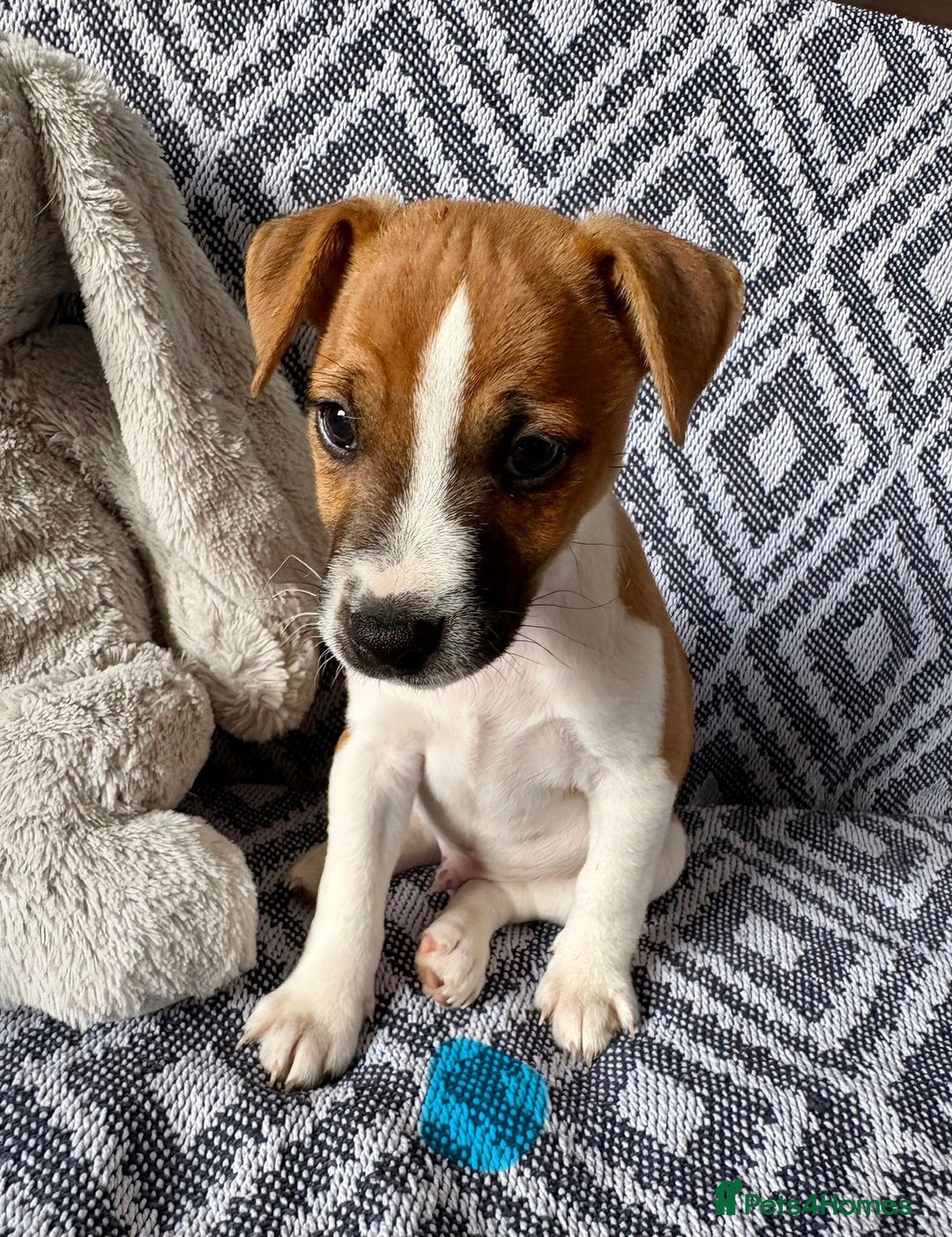 Mixed Breed dogs for sale: 💙 3 Beautiful Boys 💙 - Image 4