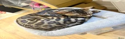 Bengal cats for sale: Friendly & Sociable Bengal Male Kitten - Advert 6