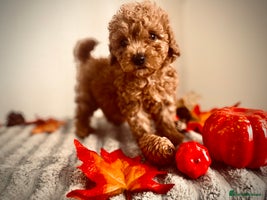 Maltipoo dogs - Advert 1