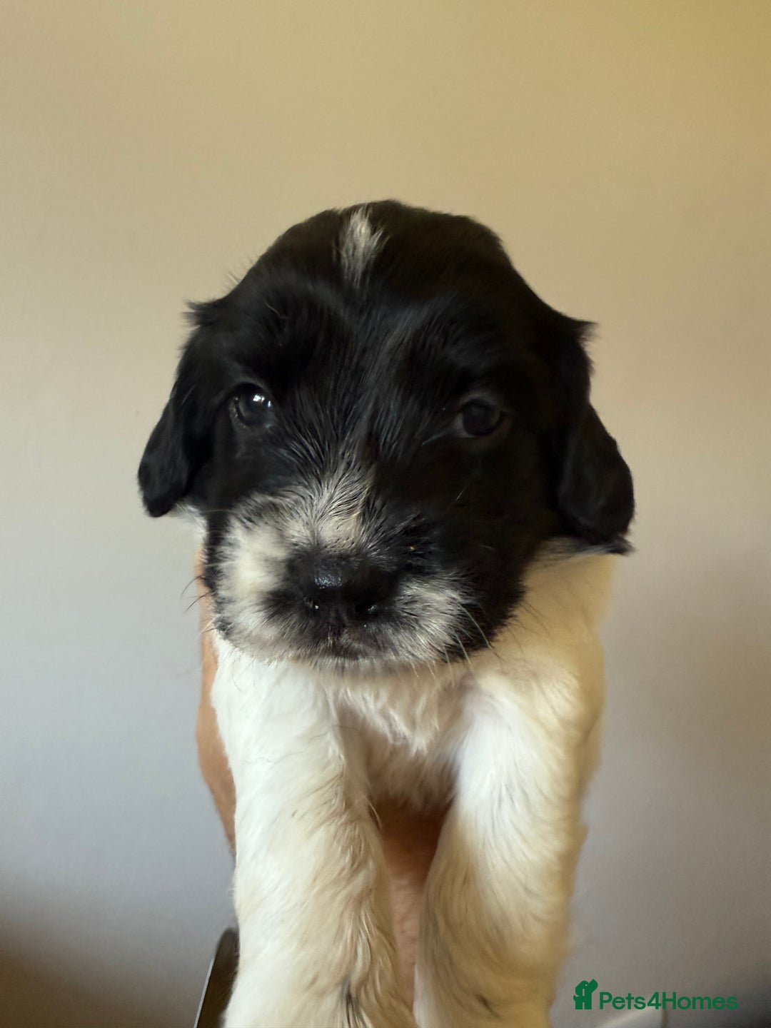 English Springer Spaniel dogs for sale: Black and white springer spaniel  - Image 10