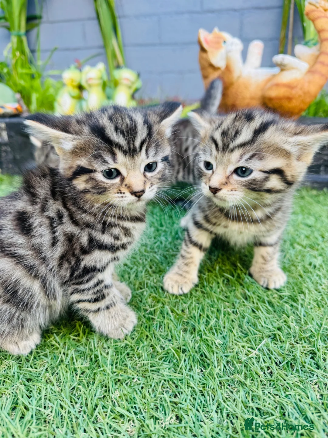 Mixed Breed cats for sale: Adorable kittens looking for their forever home  in Barnsley - Advert 2