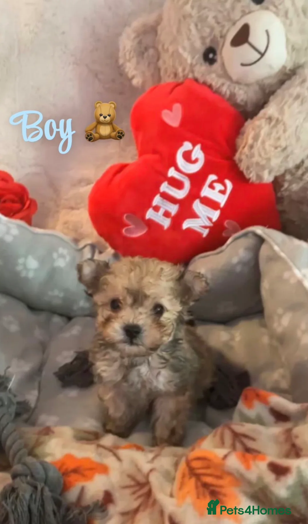 Toy Poodle dogs for sale: 3 tiny toy poodles looking for there forever home - Advert 4