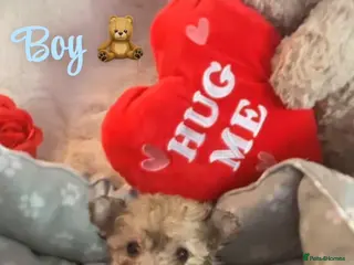 Toy Poodle dogs 3 tiny toy poodles ready now for forever homes - Advert 9