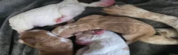 Cocker Spaniel dogs for sale: 4 beautiful cocker spaniel puppies - Advert 5