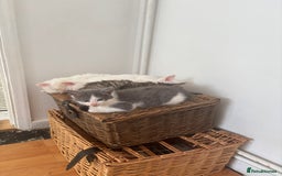 Mixed Breed cats for sale: 4 Male and 2 female kittens - Image 5