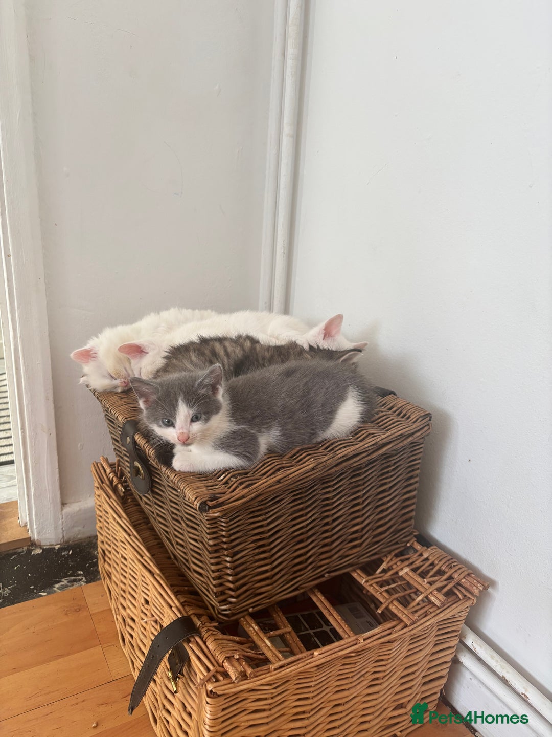 Mixed Breed cats for sale: 4 Male and 2 female kittens - Image 5