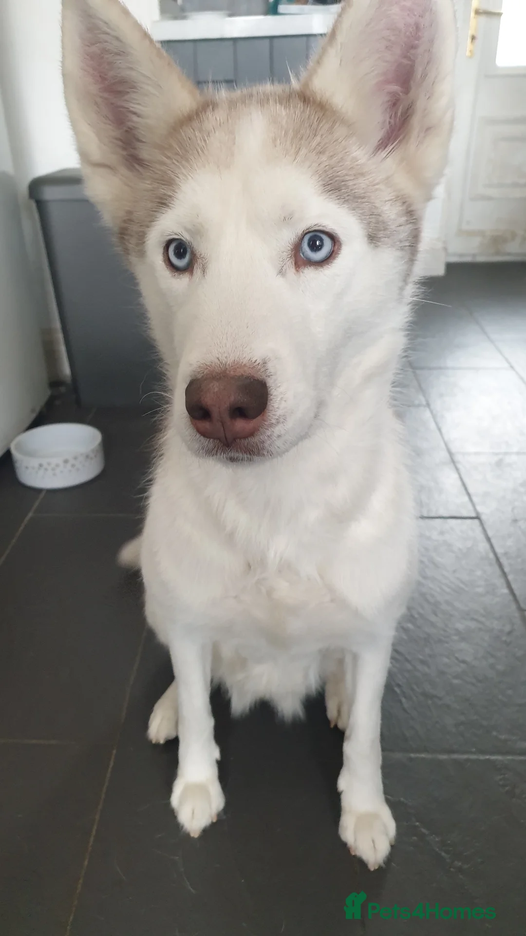 Siberian Husky dogs for sale: 2 adult siberian huskies in Ellesmere Port - Advert 6