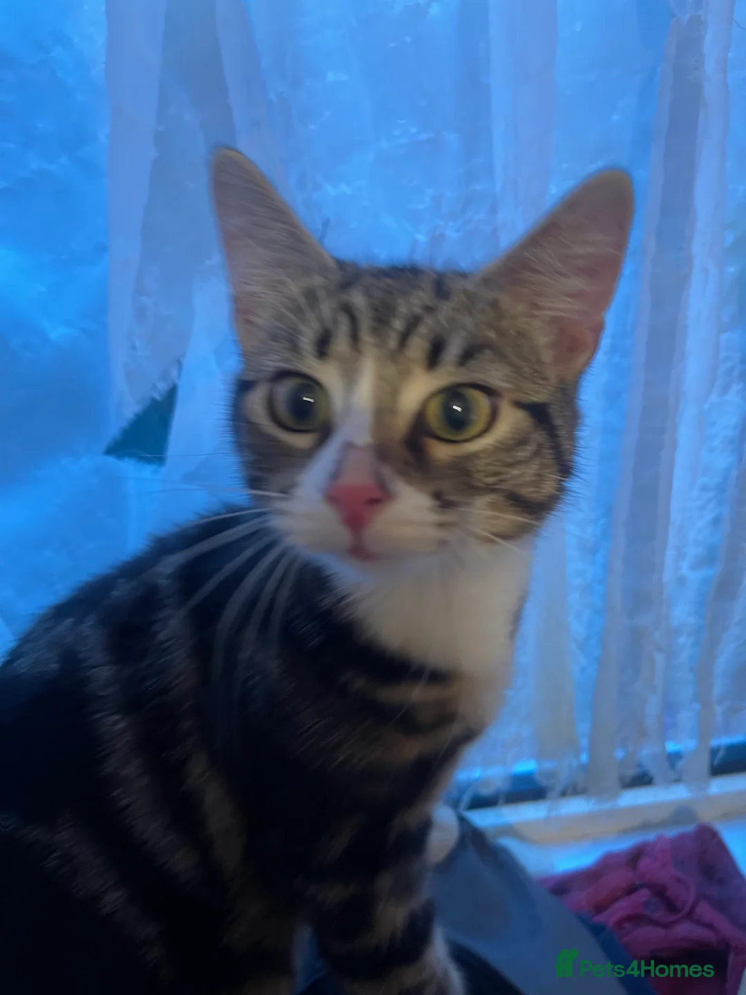 Mixed Breed cats for sale: Kittens looking for home  - Advert 9