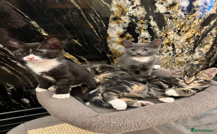 Mixed Breed cats - Advert 1