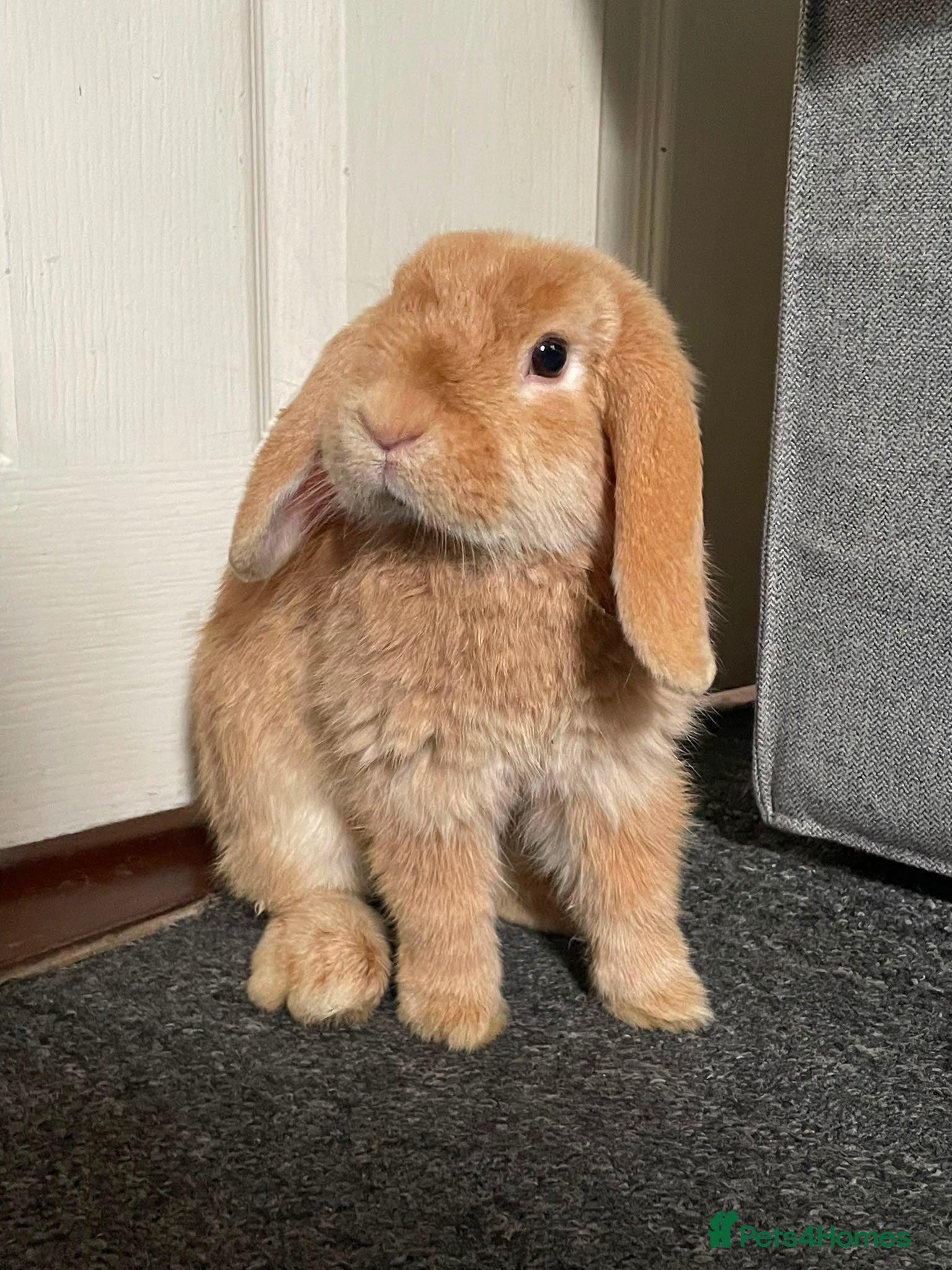 Mini Lop rabbits Mini lop bunny  - Advert 9