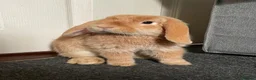 Mini Lop rabbits for sale: Mini lop bunny  in London - Advert 1