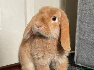 Mini Lop rabbits Mini lop bunny - Advert 1