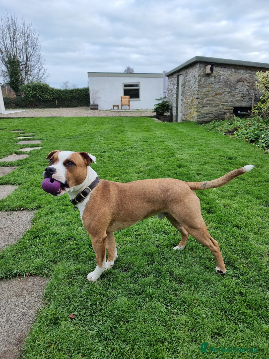 Staffordshire Bull Terrier dogs for sale: Male Staffordshire bull terrier  - Advert 2