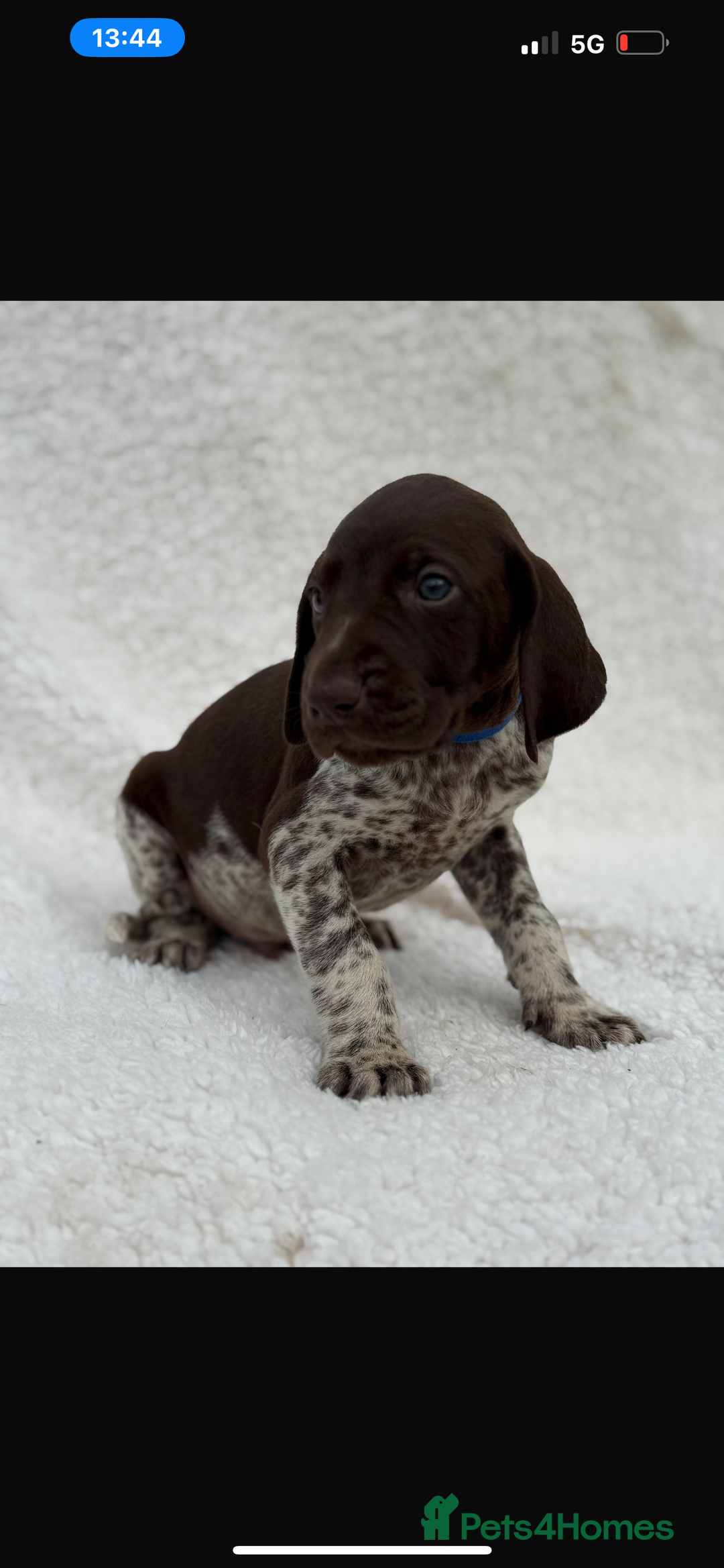 German Shorthaired Pointer dogs for sale: KC registered German Shorthair Pointer Puppy - Advert 18