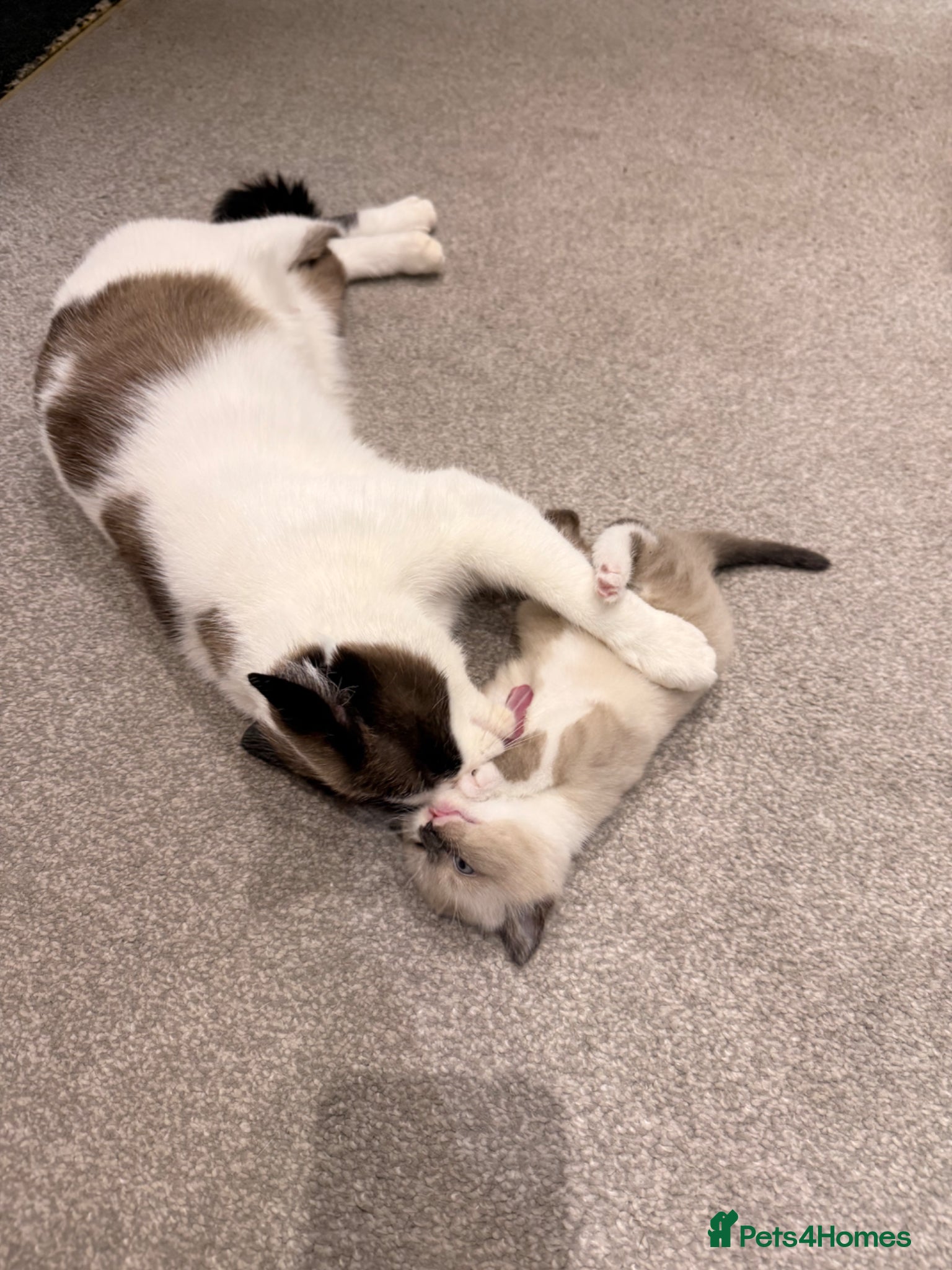 Ragdoll cats Beautiful Ragdoll mix with Siamese female kitten! - Advert 4