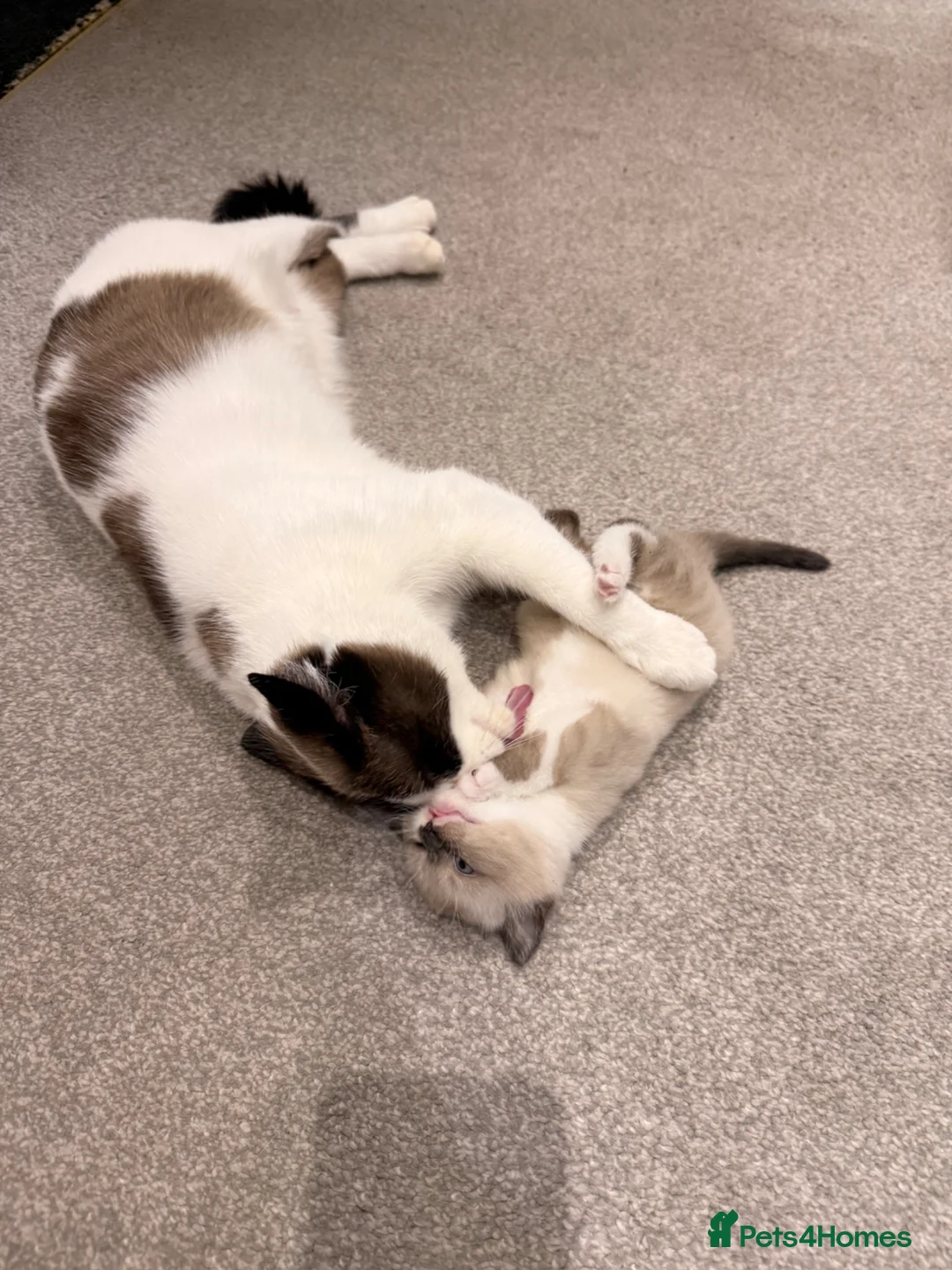 Ragdoll cats for sale: Beautiful Ragdoll mix with Siamese female kitten! in Walsall - Advert 1