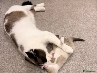 Ragdoll cats Beautiful Ragdoll mix with Siamese female kitten! - Advert 3