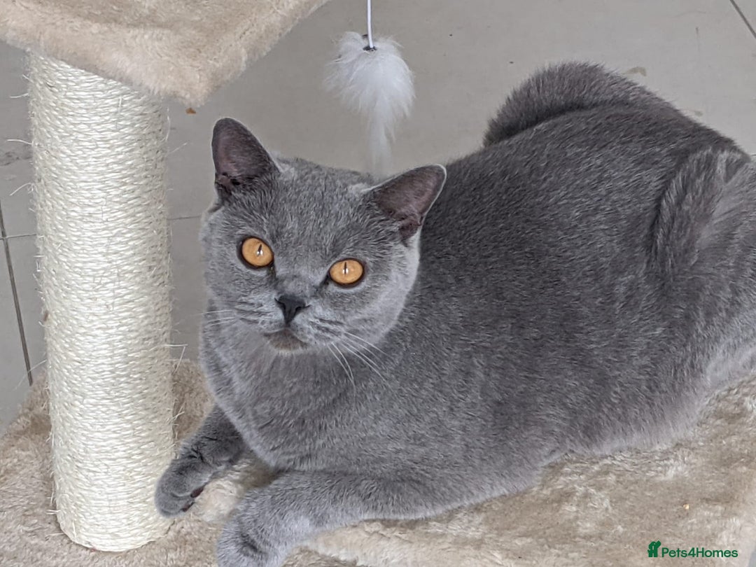 British Shorthair cats for sale: Black BSH girl kitten amber eyes MICROCHIPPED  - Advert 2