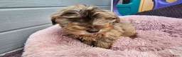Cockapoo dogs for sale: Generation cockerpoo puppies ready now  - Advert 24