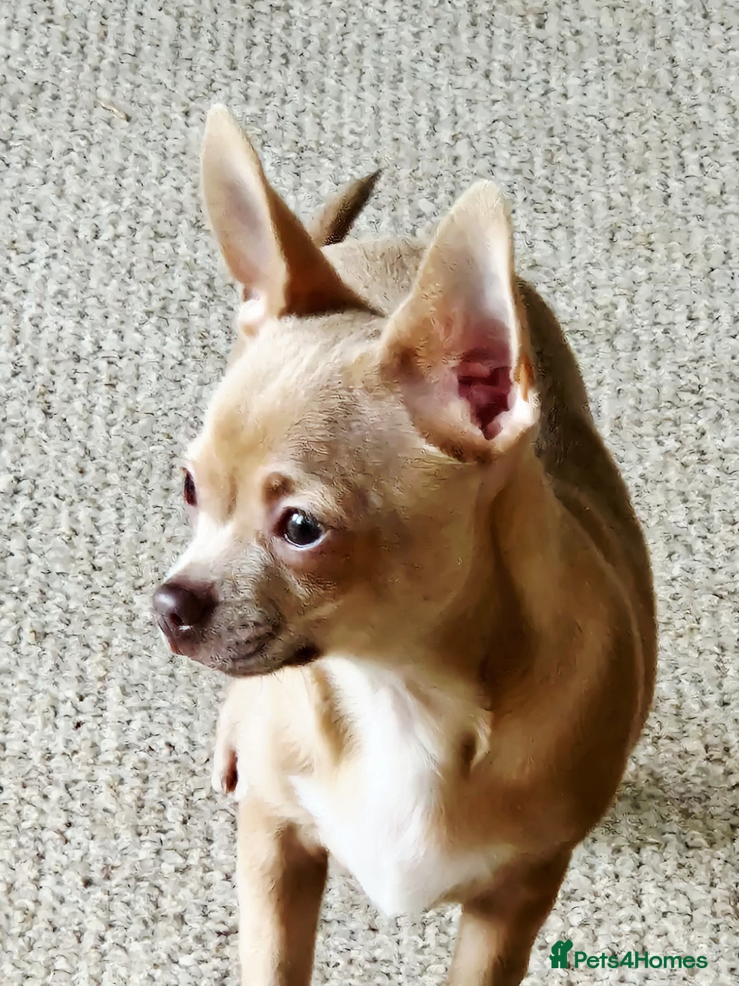 Chihuahua dogs for sale: Chihuhaha Puppies for sale - Advert 10