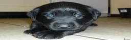 Labrador Retriever dogs for sale: 7 BEAUTIFUL FRIENDLY PUPPIES FOR SALE  - Advert 6