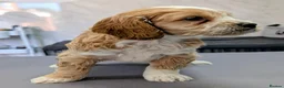 Cockapoo dogs for sale: Licensed breeder, health tested F1 cockapoos - Advert 17